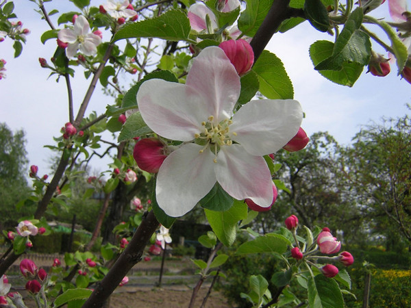 Fruit & vegetable growing guide for April