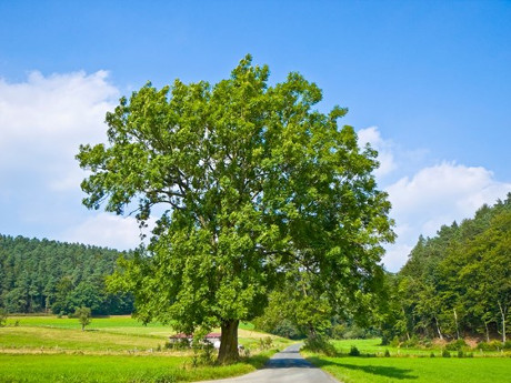 ash-tree