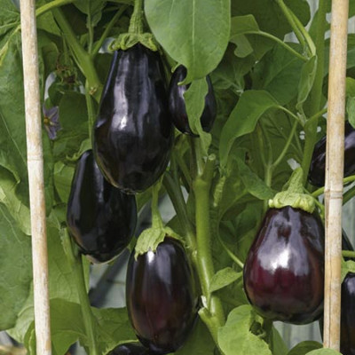 Aubergines growing in a greenhouse in August