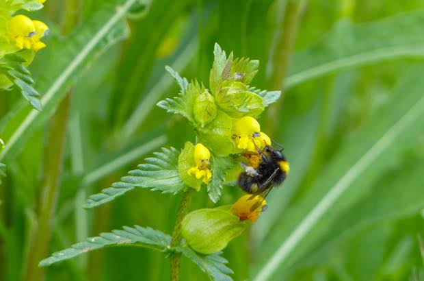 A bee visits a flower in a native wildflower meadow