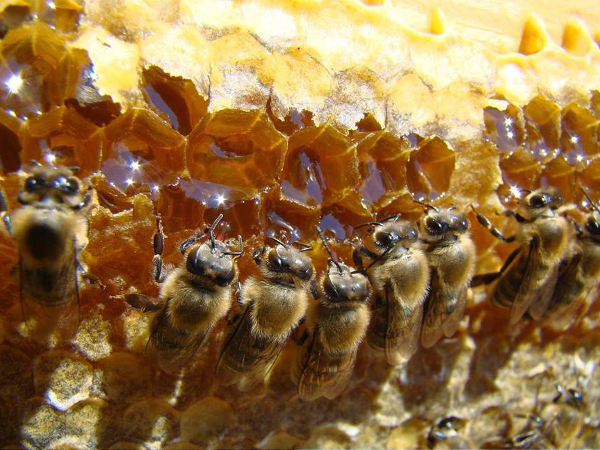  Beekeeping representative image