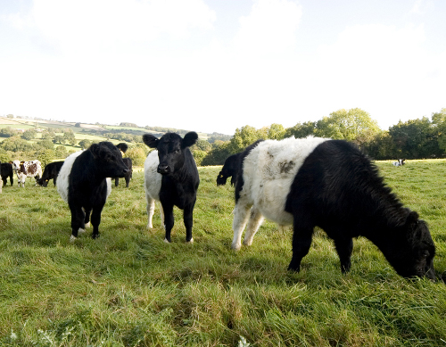 belted-galloway