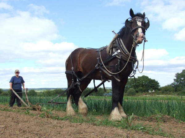 Market gardening and working horses: help co-create a new enterprise in Devon
