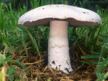berman-mushroom