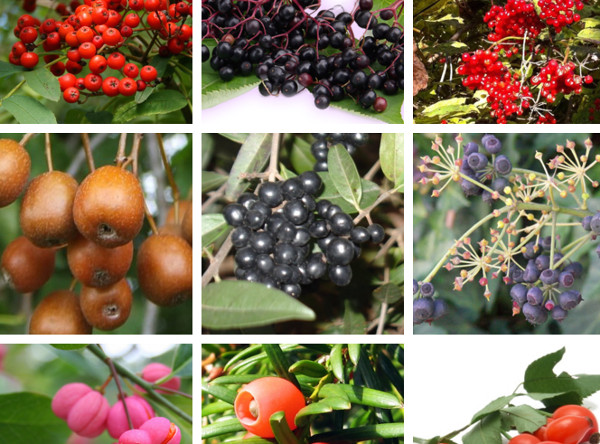 Do you know which of these wild berries you can eat?