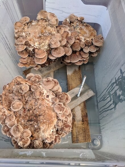 Shiitake mushroom blocks with stakes removed