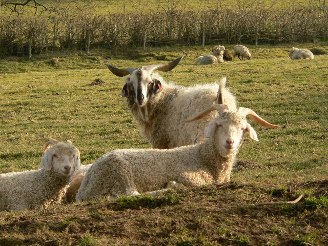 Angora goats in a field