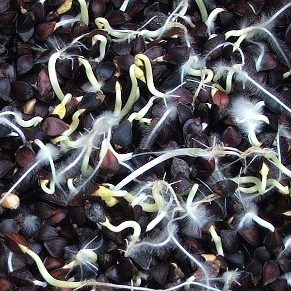 buckwheat in shell fuzzy