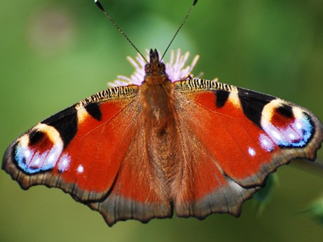 Nature's Calendar image of butterfly