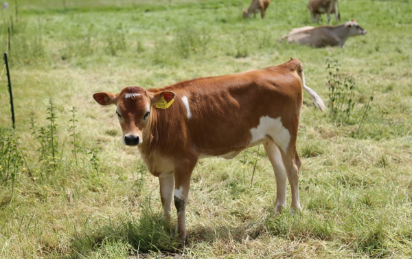 Cow-calf dairying part 3: calf rumen development