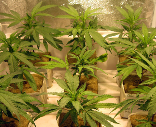 cannabis-hydroponics