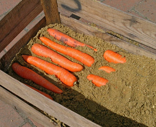 carrots-in-sand