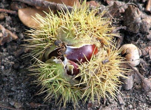 How to gather, store and eat sweet chestnuts