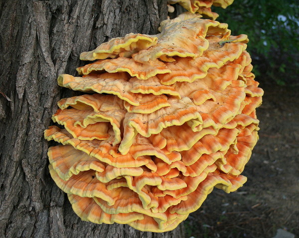 Tips for safe wild mushroom foraging this autumn