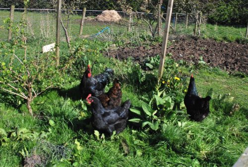 chicken pen with vegetation