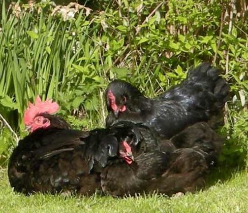 A pile of chickens