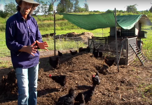 How a ‘chicken tractor’ can clear and improve soil, as well as getting rid of pests