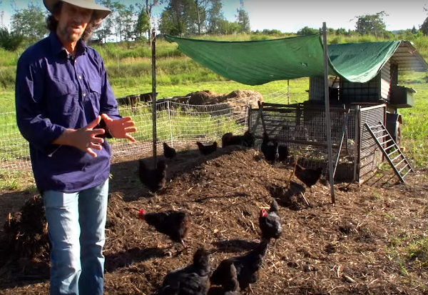 Planting In Preparation For Free Range Chickens - The Permaculture