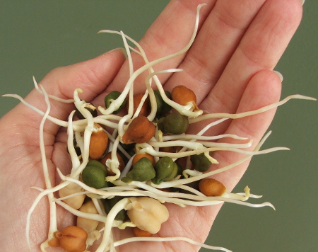 The benefits of sprouts - living superfoods