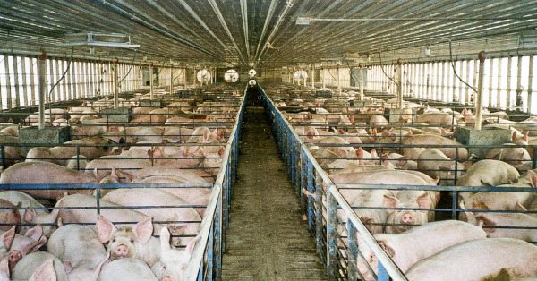 We need to completely close down industrial animal agriculture