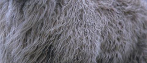 An example of coarse wool
