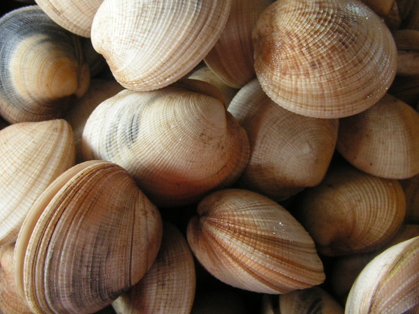 Coastal foraging