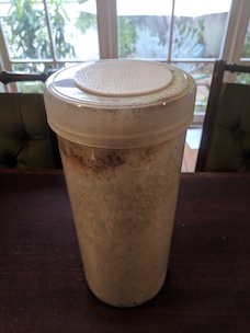 A reusable container colonised with shiitake