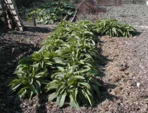 comfrey-growing