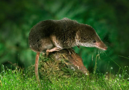 common-shrew