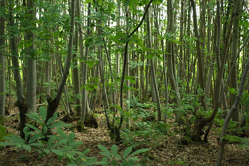 Coppiced woodland