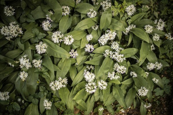 wild garlic plant edible