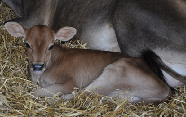 Cow-calf dairying part 5: creating a bond and first milking