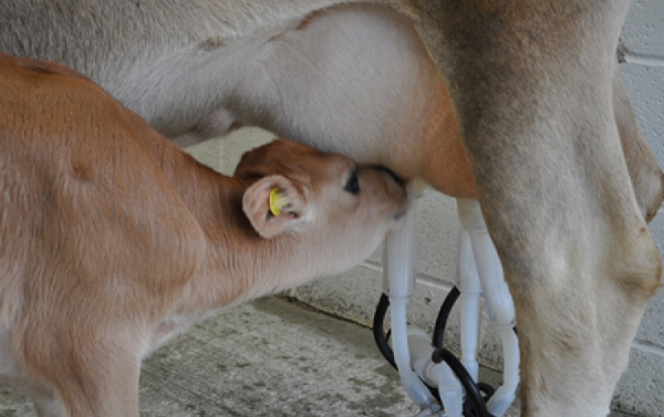 Cow-calf dairying part 6: share milking