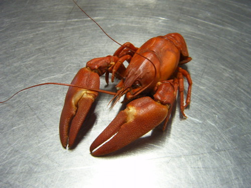 A cooked crayfish looking very much like a small lobster