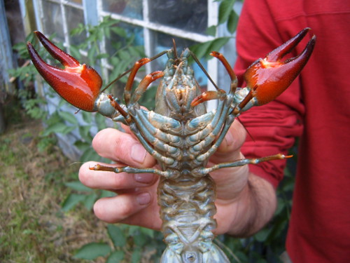 American Signal crayfish are an invasive crayfish species here in the UK