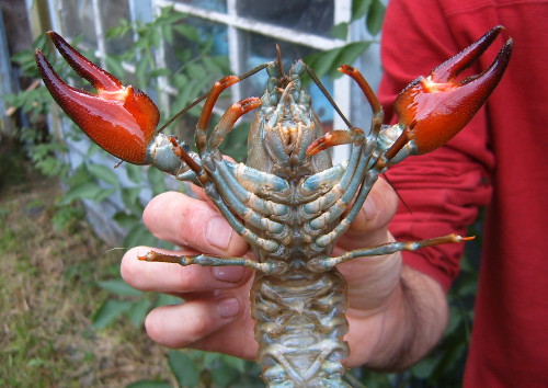 A Signal crayfish with tell-tale red claws