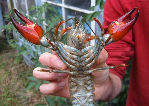 red swamp crayfish facts