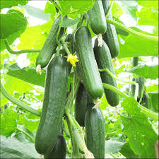Ready to harvest cucumbers