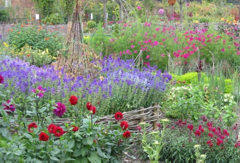 Cosmos (back right), salvia viridis (middle left), dahlias (left foreground) and antirrhinums (right foreground).