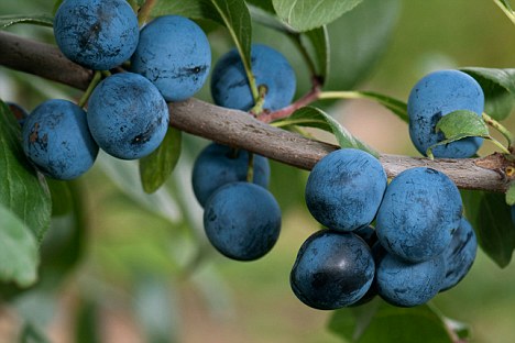 Damsons