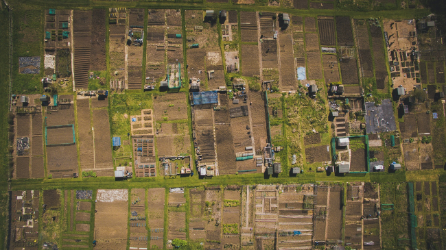Zero food miles, zero packaging and plenty more: in praise of allotments