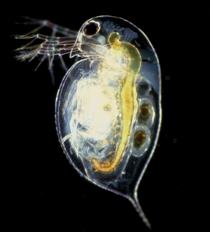 daphnia