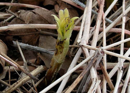 The shoots of a madder plant