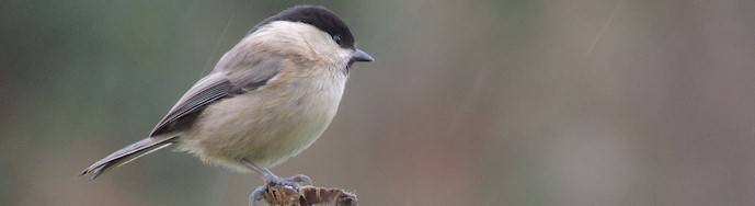 decemberwillowtit