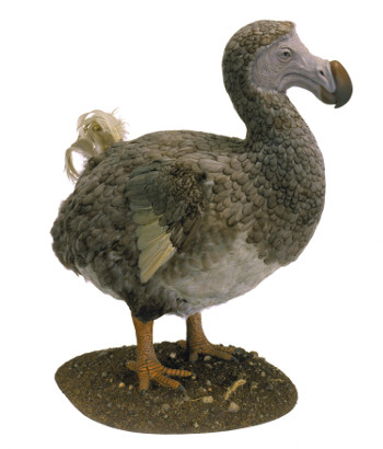 The now extinct dodo