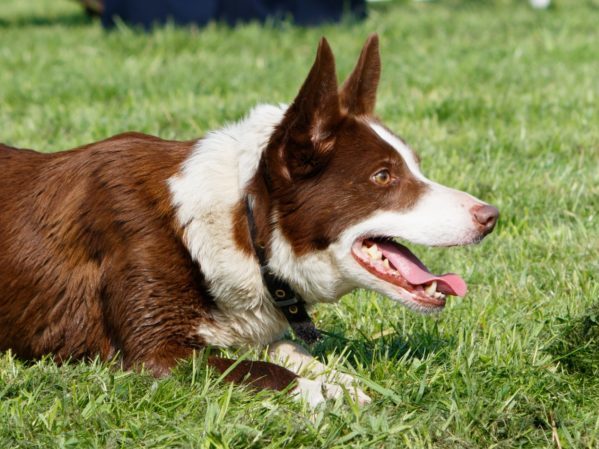 are border collies dogs good sheep dogs