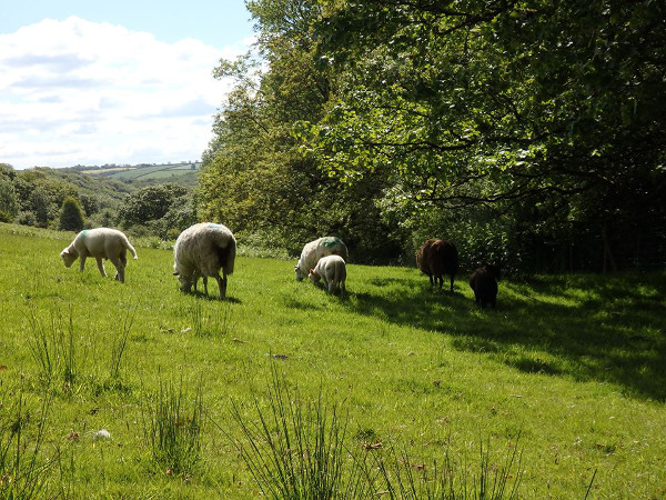 Wanted: new members for a co-operative farm – you are invited to an exploratory weekend