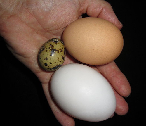 duck-chicken-quail-egg