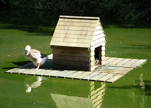 duck-house