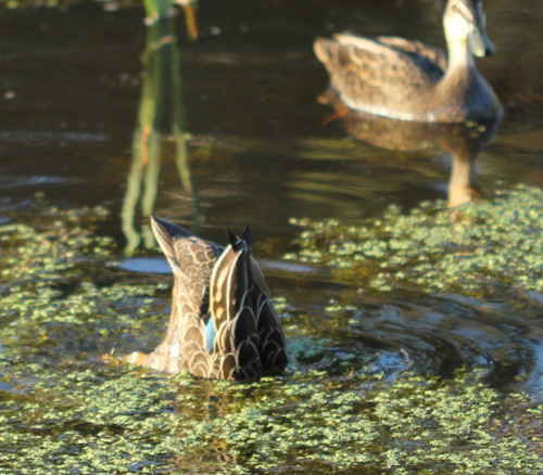 duck-pond